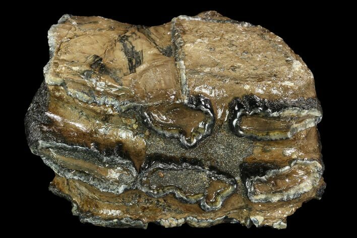 Partial, Southern Mammoth Molar - Hungary #123653